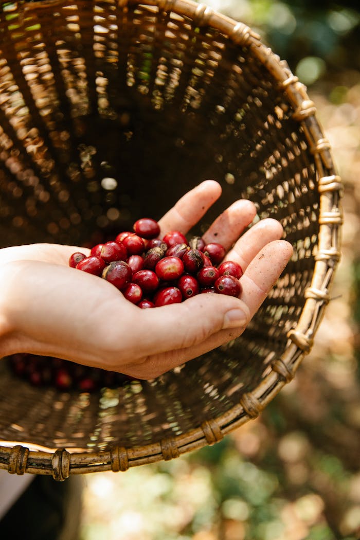 A close-up of a hand holding ripe red coffee cherries over a wicker basket.