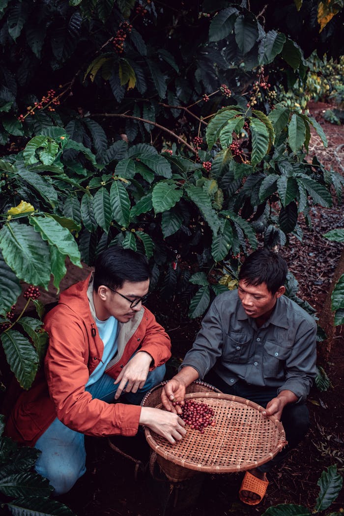 Two men picking coffee beans in a lush green plantation, showcasing traditional methods.