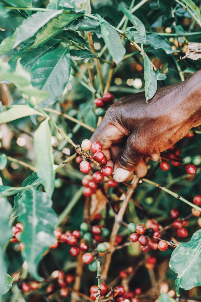 A farmer picking ripe coffee cherries, showcasing sustainable farming practices.